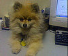 Pet Pic of the Day: Wolfie Is Waaay Cute