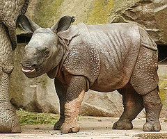 Hi, Seto Paitala: 12 Random Rhino Facts to Welcome This Babe
