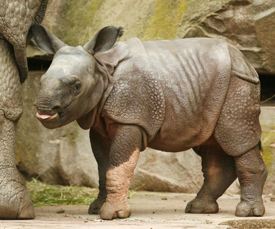 Hi, Seto Paitala: 12 Random Rhino Facts to Welcome This Babe Hi, Seto Paitala: 12 Random Rhino Facts to Welcome This Babe