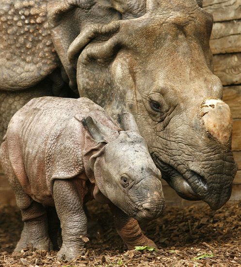 Endangered By the Nose
