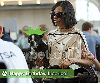 Happy Eighth Birthday, Licorice! 