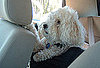 Let Dogs Take a Backseat