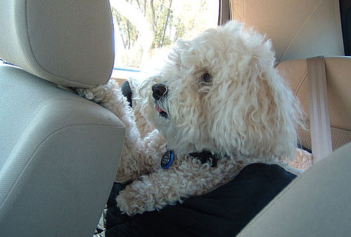 Let Dogs Take a Backseat