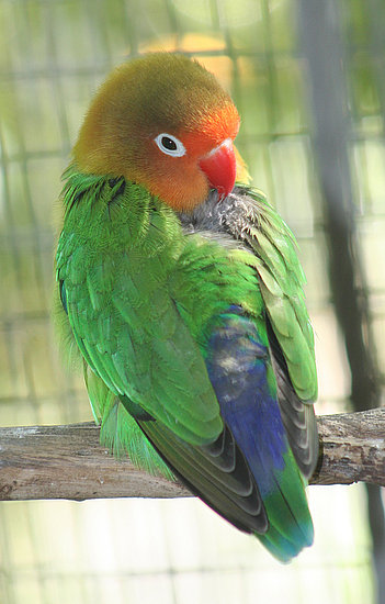 Popular Pet Bird Names Popular Pet Bird Names