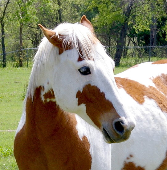 Popular Pet Horse Names Popular Pet Horse Names