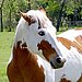 Popular Pet Horse Names