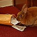 Yum, Mail