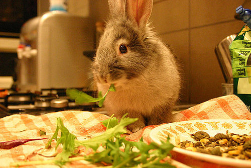 I'll Start With the Salad I'll Start With the Salad