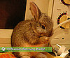 10 Bunnies Behaving Badly!