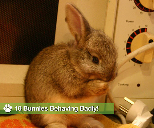 10 Bunnies Behaving Badly!