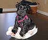 Pet Pic of the Day: Scout Is a Pearl