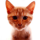 Test Yourself For a Day Without Cats