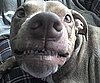 Pet Pic of the Day: All Smiles