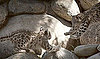 Snow Leopards Take Over LA