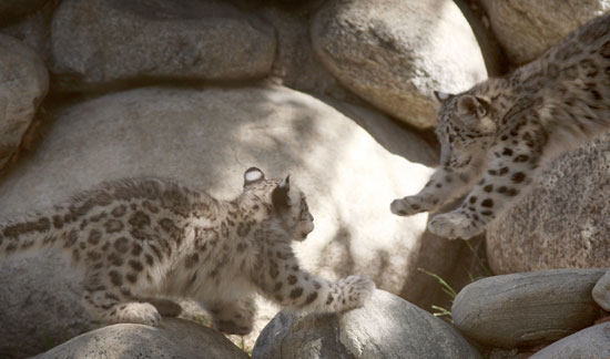 Snow Leopards Take Over LA Snow Leopards Take Over LA