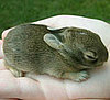 Bunnies Hitting the Hay 