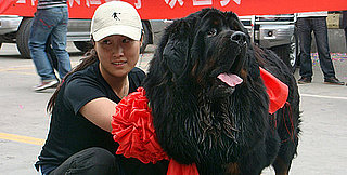 You'll Never Guess How Much This Dog Cost!