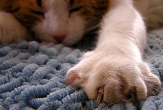 What's Your Take: Legal Ban on Declawing?
