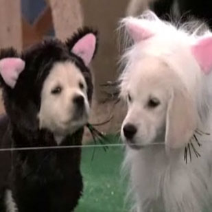 Puppies Dressed As the-Animal-Who-Shall-Not-Be-Named