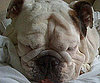 Pet Pic of the Day: Harley Is a Sleeping Beauty