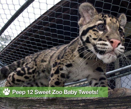 12 Cutest Zoo Babes Spotted on Twitter 12 Cutest Zoo Babes Spotted on Twitter