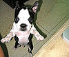 Pet Pic of the Day: Briggs Charles Teeters and Totters 