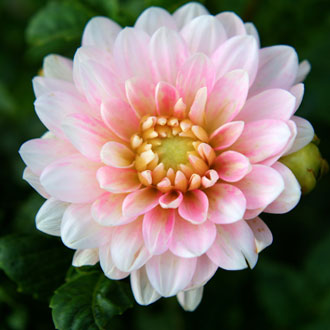 Image Image
