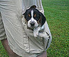 Pet Pic of the Day: What's That in Your Pocket?