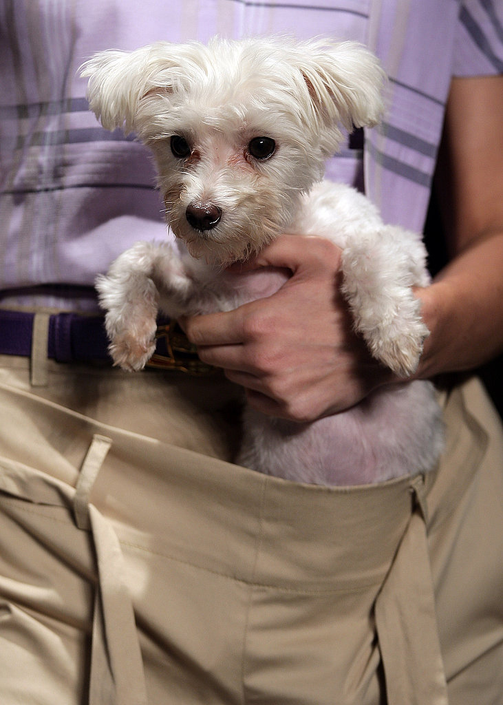 Fashion Forward or Faux Pas: Vivienne Westwood Dog Pouch? Fashion Forward or Faux Pas: Vivienne Westwood Dog Pouch?