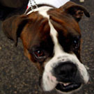 Super Quiz Recap: What Do You Know About These Nine Breeds?