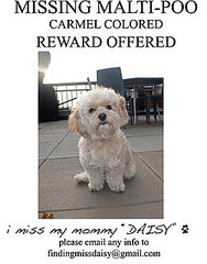 Coyote Takes Daisy, Jessica Simpson's Maltipoo Coyote Takes Daisy, Jessica Simpson's Maltipoo