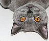 Pet Pic of the Day: Beethoven Knows His Good Side