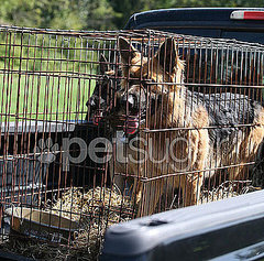 Farewell, Shooka, and Nala: Gosselins' Dogs Go Back to Breeder! Farewell, Shooka, and Nala: Gosselins' Dogs Go Back to Breeder!