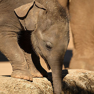 Spot the Differences Between Asian and African Elephants!