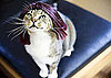 Professional Pics of Glamourpuss in Wigs: In the LINK of an Eye!