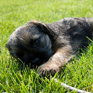 Pictures of Terrier Puppies