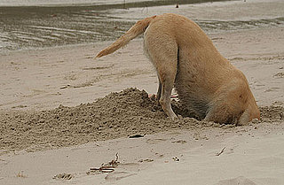 Does Your Dog Dig Digging?
