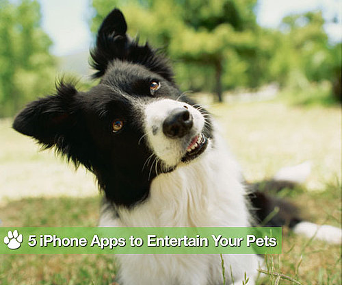 5 iPhone Apps For Pets' Cheap Thrills