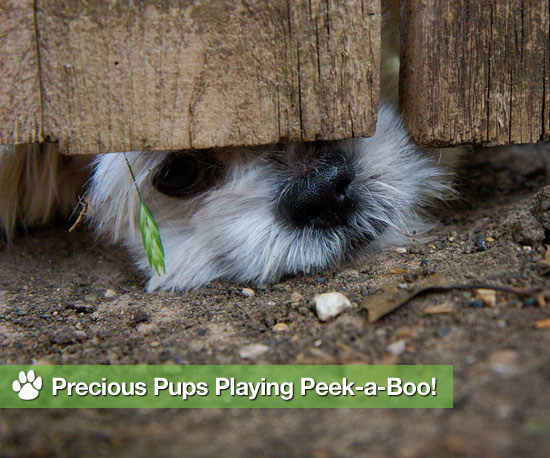 Cleverly Cute Canines Play Peek-a-Boo! Cleverly Cute Canines Play Peek-a-Boo!