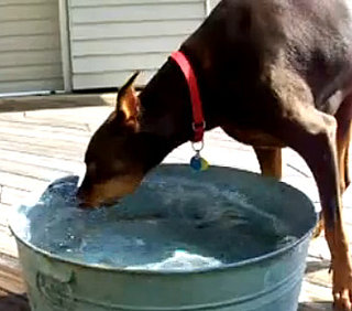 Is This Dog Snorkeling, Slurping, or Snorting Water? You Decide.