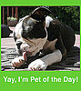 Someone's Got a Cuuuute Pet (Hope It's You!)