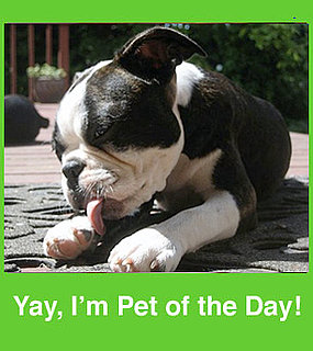 Someone's Got a Cuuuute Pet (Hope It's You!)
