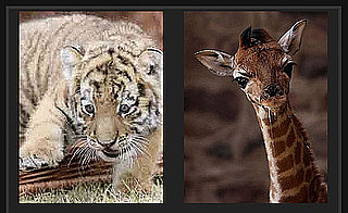 Play Our Baby Animal Faceoff For a Chance to Win Big Bucks!