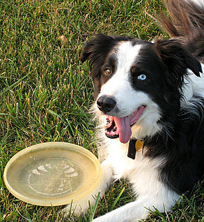Double Duty: Frisbees
