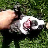 It's Boston Terrier Party Time: In the LINK of an Eye!