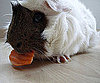 Pet Pic of the Day: Pretty As a Pichu