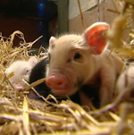 The Scoop: There's Less to Love With Micro Pigs The Scoop: There's Less to Love With Micro Pigs