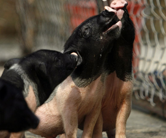 If You Give a Baby Pig a Baby Bottle, Cuteness Ensues!