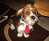 Pet Pic of the Day: Forrest Is One Classy Businessman