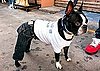Harley Wears His Jeans Well: In the LINK of an Eye!